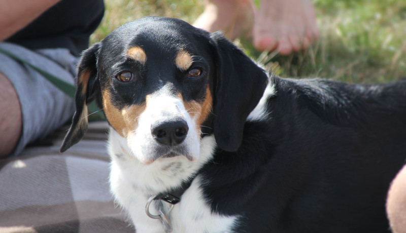 Veganladen Dr. Pogo mitmachen