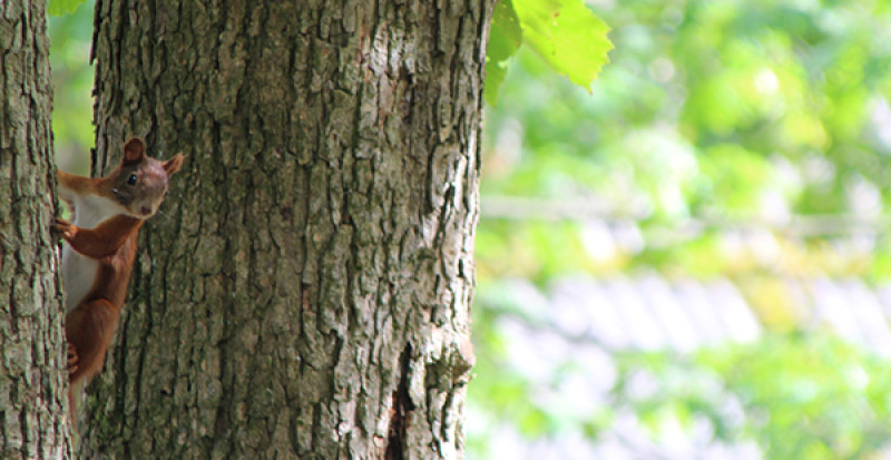 Veganladen Dr. Pogo mitmachen